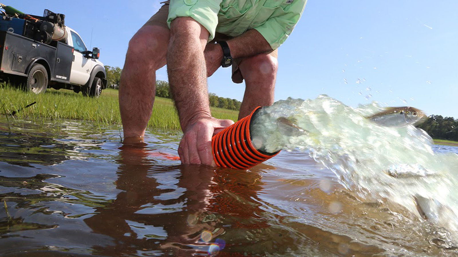 Bait Fish PHOTO